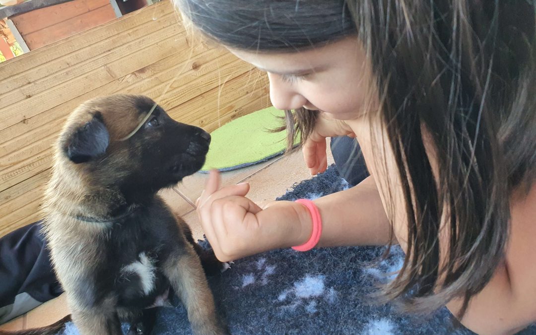 Hogyan válunk gyakorló kinológussá?