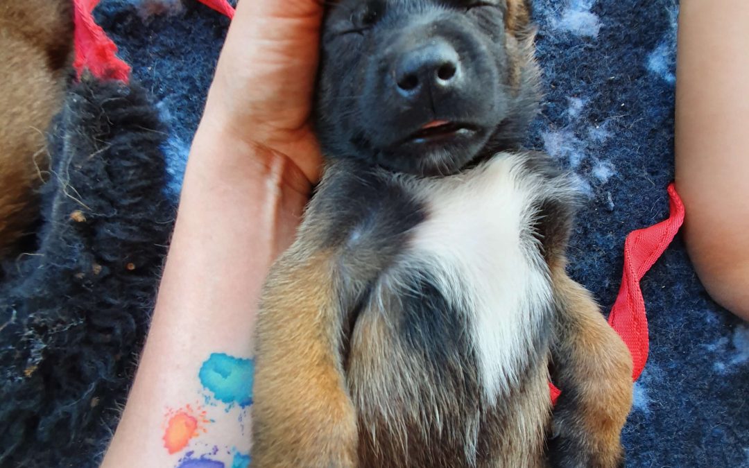 A kutyatenyésztés és ami mögötte van