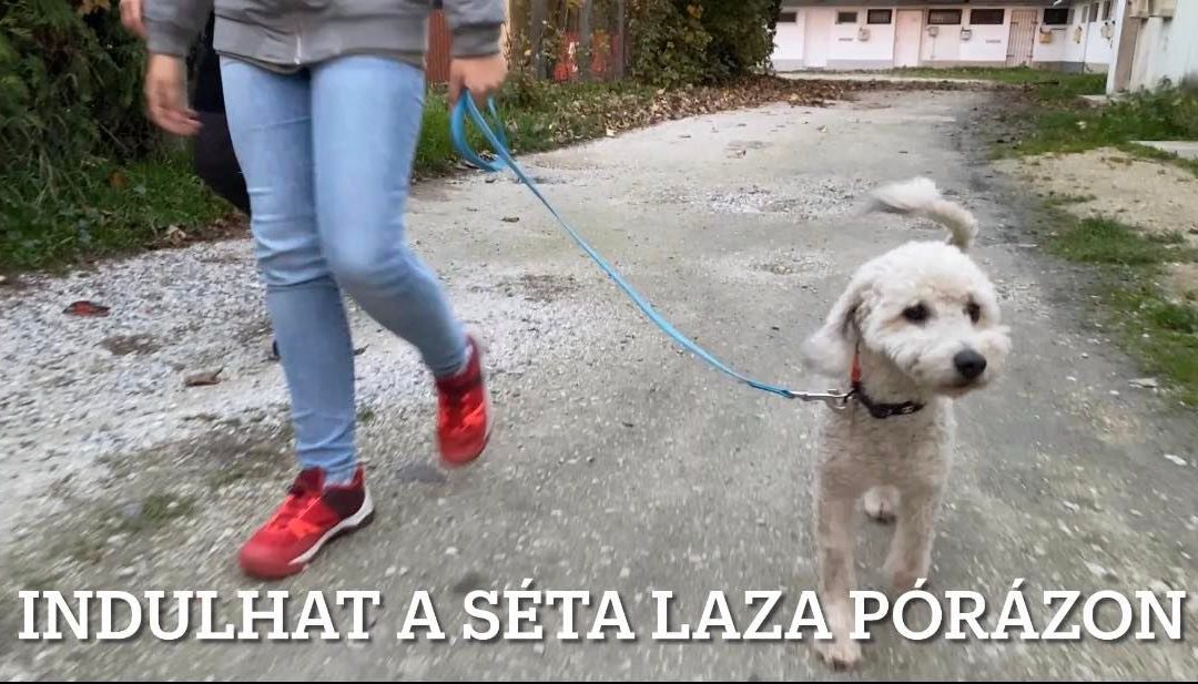 Városi séta laza pórázon