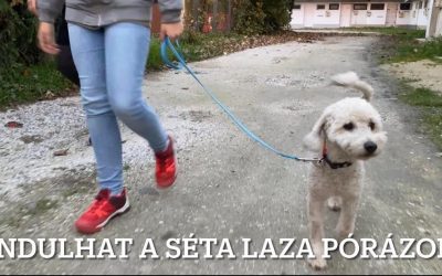 Városi séta laza pórázon