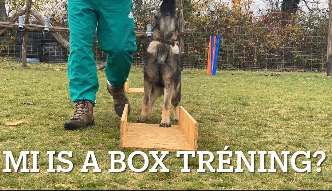 Box tréning