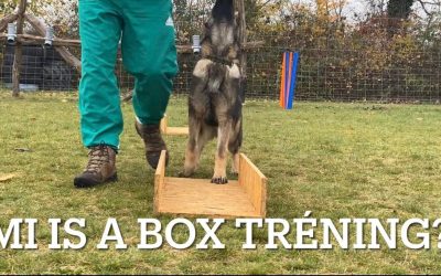 Box tréning