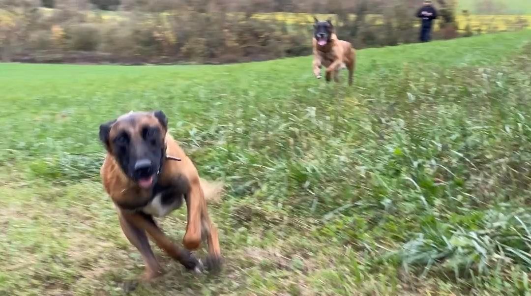 Séta a kutyával – Mint vándorló üzemmód