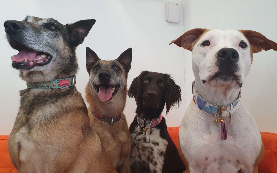 Az emberi tényező a kutyanevelésben