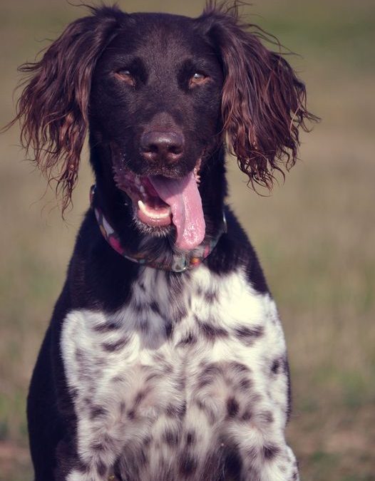 Kutyatartás: igen vagy nem?