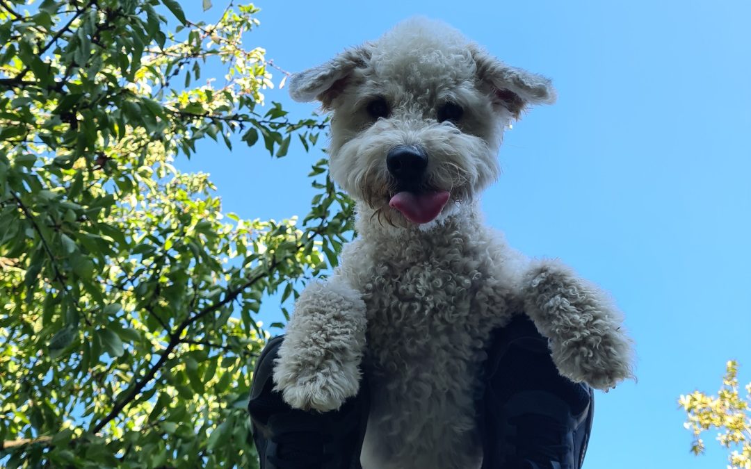 A kutyakiképzésről…